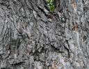 Pecan bark - a tree cultivated in southern U.S. for its fruit - the official State tree of Texas