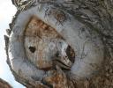Knot, Pecan tree
