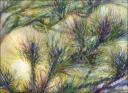 Pinion Sunset - Oil Pastels on Paper 11 x 14 inches $550.00