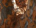 Sweetgum or Planetree - Sycamore family - Irving, Texas - welcome positive ID; has same capsules as Sweetgum, but this bark color seems to be uncommon