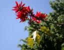 Pointsettia tree, Chapala, Mexico