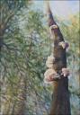 Polypore Fungi - 58 x 41 x 2 Acrylics and carved modeling paste on canvas $1500.00