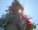 Bougainvillea climbing a tree over 50 ft. high in Ajijic, Mexico