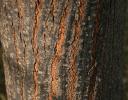 Redbud bark - Coppell, Texas