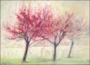 Redbuds 11 x 14 Dry Pastels on charcoal paper $550.00