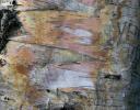 Papery bark of the River Birch - Stony Plain, Alberta