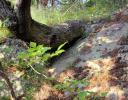 Insistant tree growth - Jones Falls, Ontario
