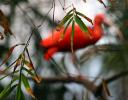 Bamboo shoots with Scarlet Ibis in the background
