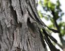 Shagbark Hickory - extremely tall, relatively narrow trees with distinctive loosely plated bark - this one at a highway rest stop in Ohio