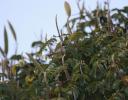 Camouflaged Sparrow - tree needs I.D., Chapala, Mexico
