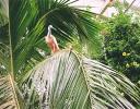Spoonbill Stork