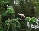Spoonbill Stork