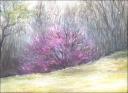 Spring on Fire ~ Graphite, Oil Pastels 14 x 11 inches ~  Preliminary sketch, not for sale