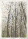 Cedar, Stony Swamp Graphite, watercolors on paper ~ 14 x 11 inches, framed white, 26 x 22 $550.00