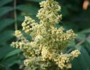 Sumac flowering in July, Jones Falls, Ontario