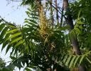 Sumac in July, Jones Falls, Ontario