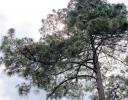 Pine, the dominant trees in the Sierra Madres mountains, southwestern Mexico