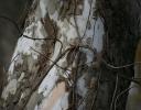 American Sycamore bark with unique tan, green and white markings, Coppell, TX. Can reach ages of 500-600 years.