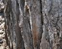 Deeply furrowed Ash bark