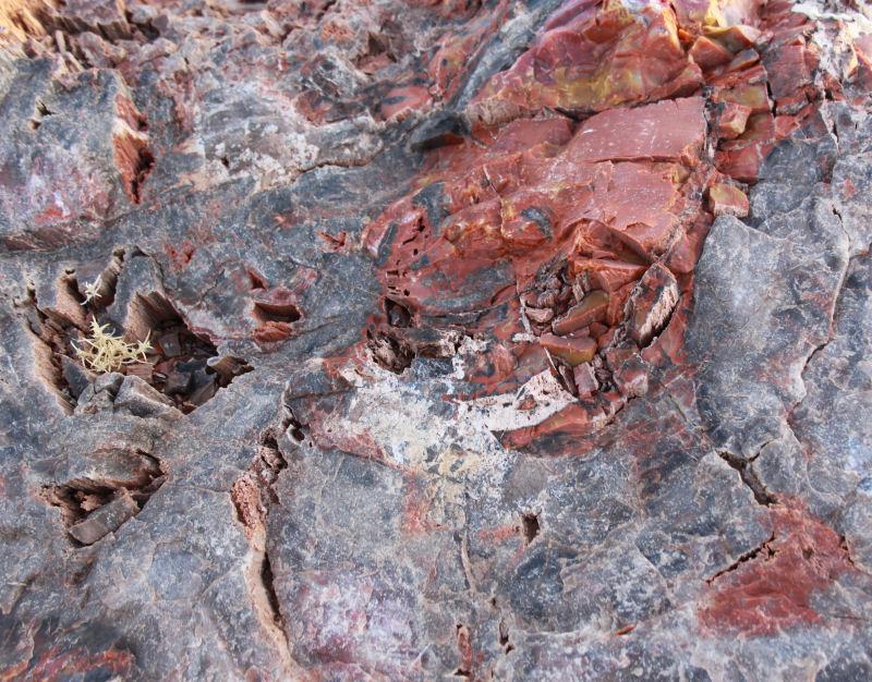 Dancing With Trees » Petrified Forest